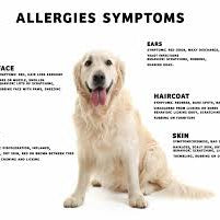 Dog Allergies by Yourdogadvisor.com