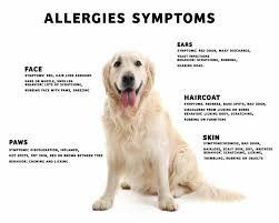 Dog Allergies by Yourdogadvisor.com